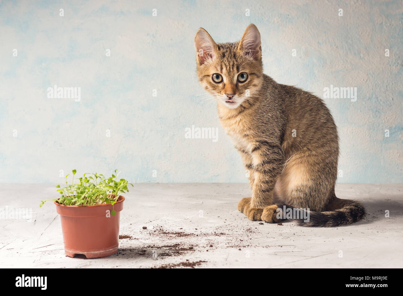 brown kitten with sprouts Stock Photo Alamy