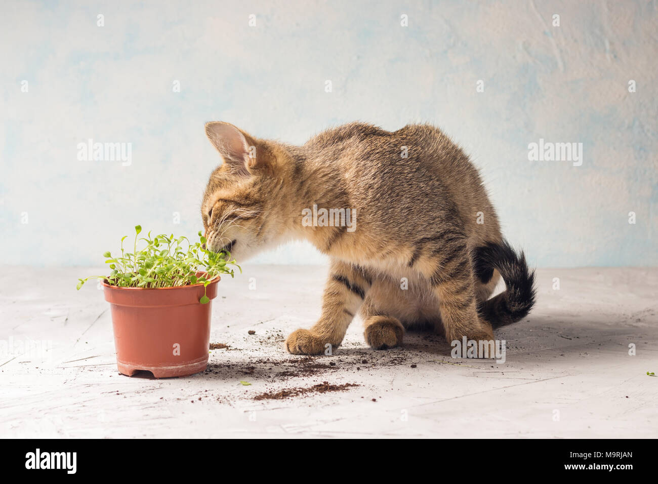 brown kitten with forget-me-not sprouts Stock Photo - Alamy
