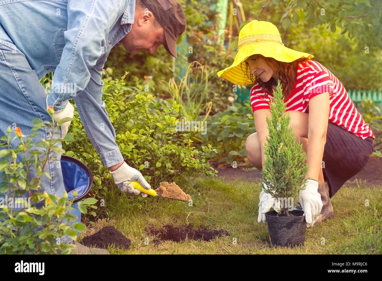 couple planting a tree together on a summer day Stock Photo Alamy