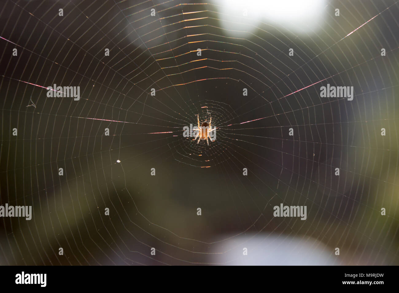 Spider in his home spiderweb at sunrise lurks on his prey. Stock Photo