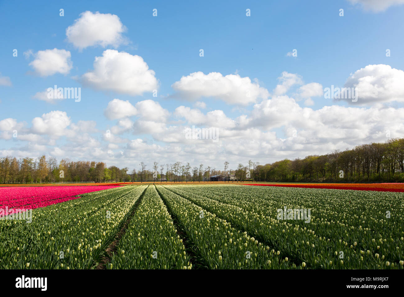 A colourful tulip field in a blue and cloudy sky near the village Lisse ...