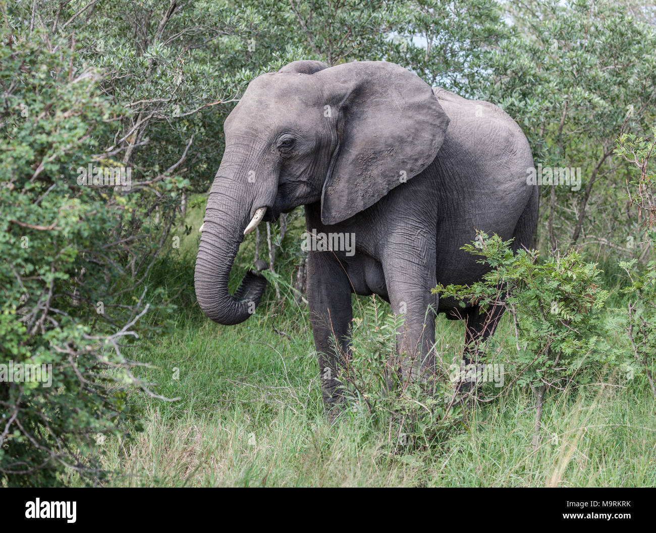 Female African Elephant, Loxodonta africana, in Kruger NP, South Africa Stock Photo
