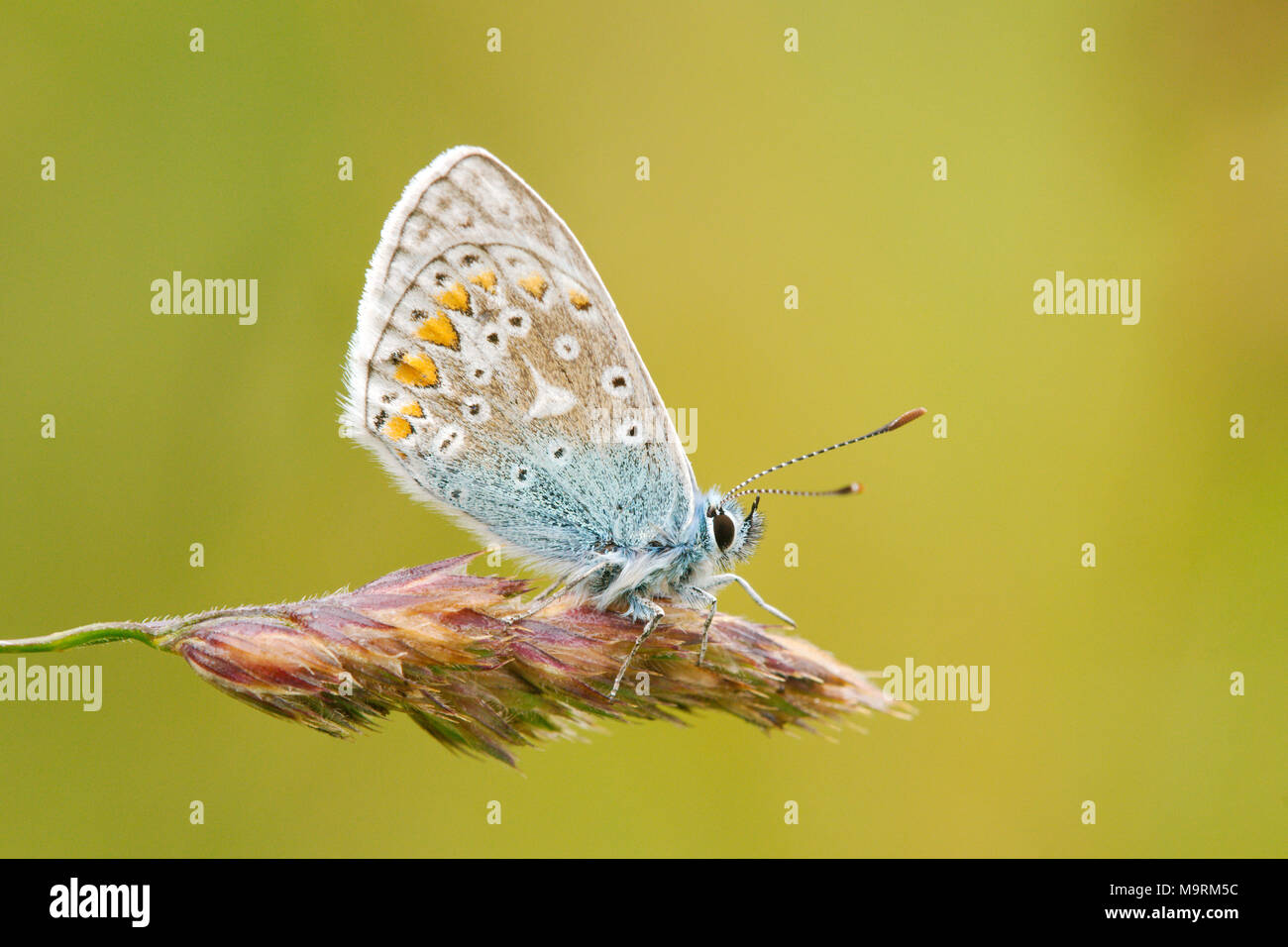 Common Blue butterfly - Polyommatus Icarus, photographed perched & basking on grass seed head near Witherslack in Cumbria North West England Stock Photo