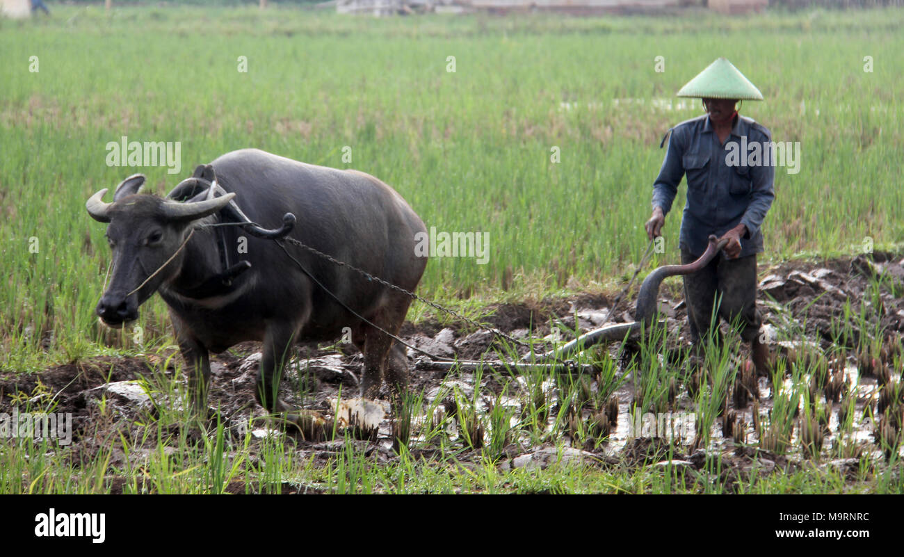 Farmer Java Farmer with his carabao hi-res stock photography and images - Alamy