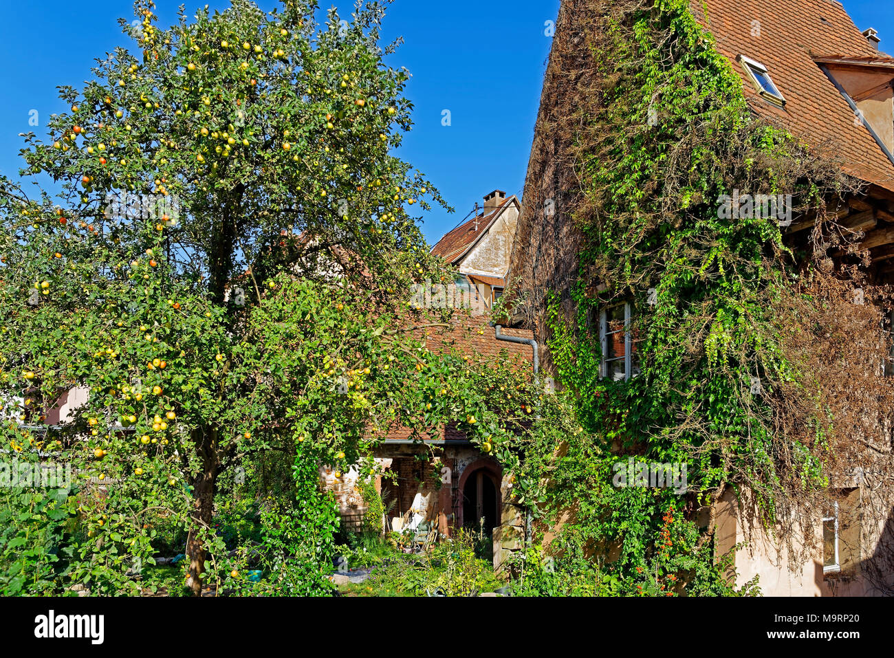 Alsace apple hires stock photography and images Alamy