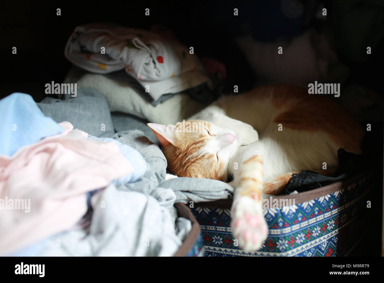 cat hide in wardrobe Stock Photo Alamy