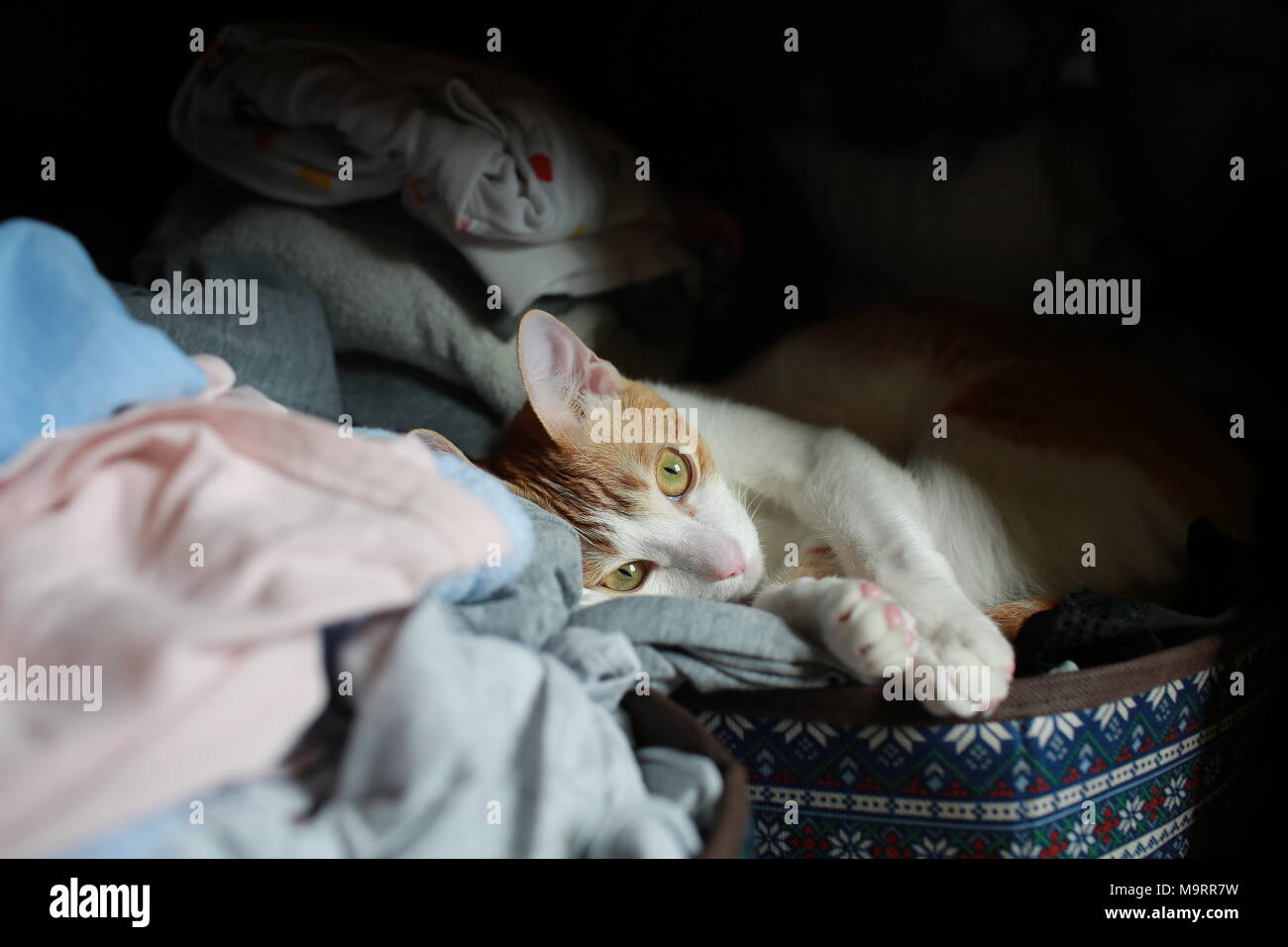 Hide in closet hires stock photography and images Alamy