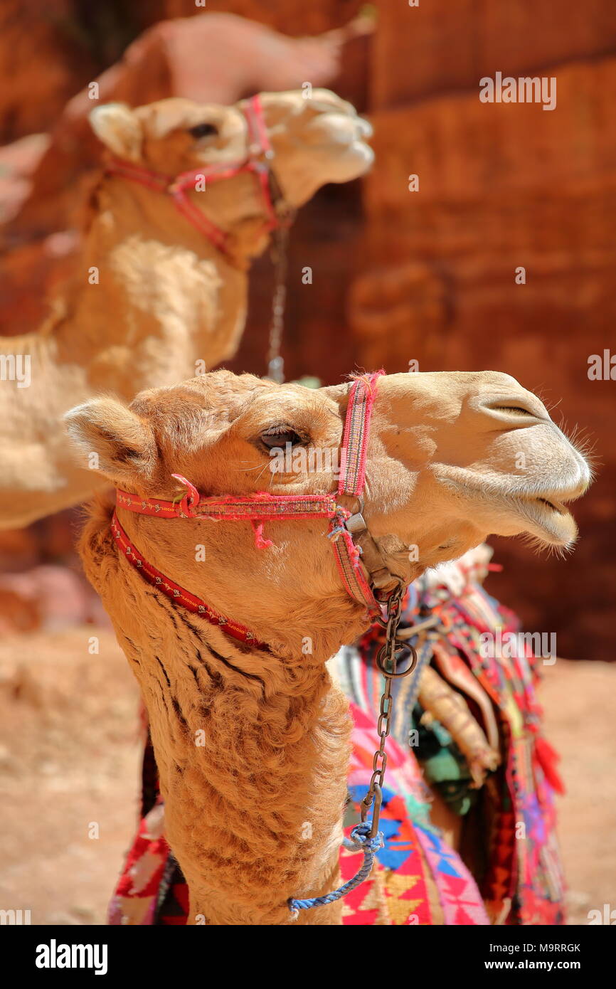 Portrait of camels in Petra, Jordan, Middle East Stock Photo