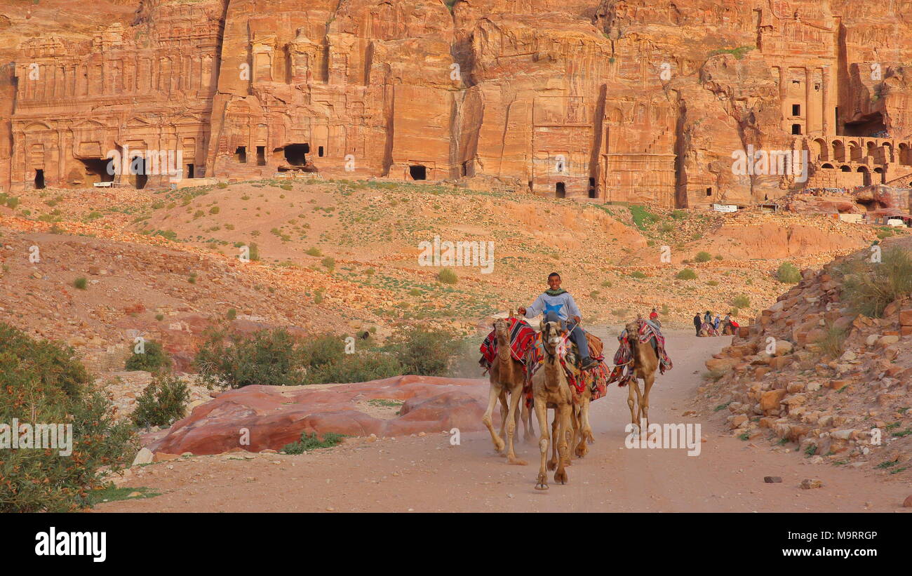 PETRA, JORDAN - MARCH 7, 2016: A Bedouin riding his camels with the Royal Tombs in the background Stock Photo