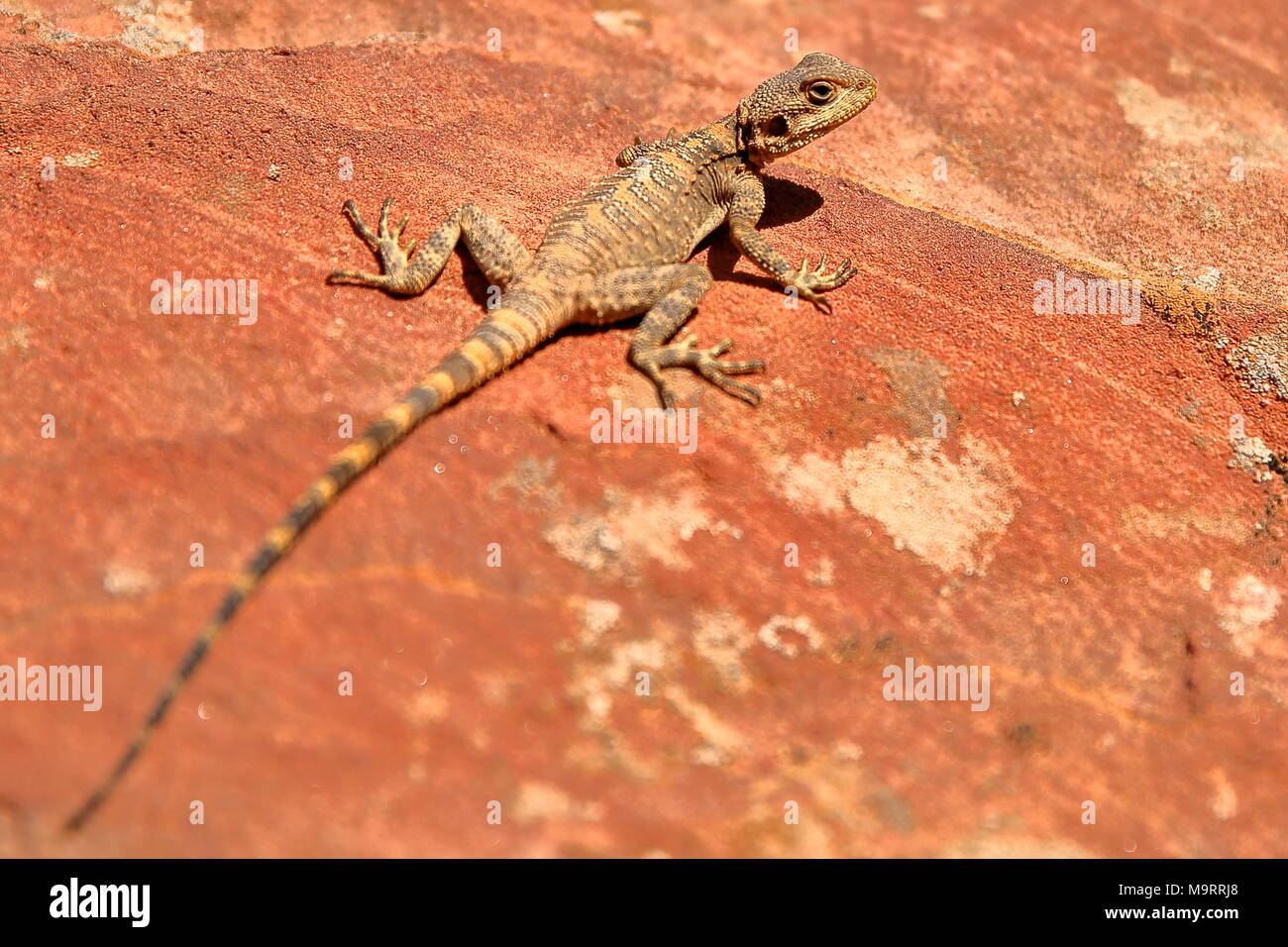 An Agama lizard in Petra, Jordan, Middle East Stock Photo Alamy