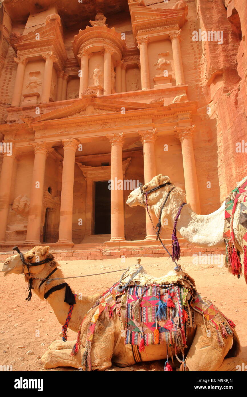The Treasury (Al Khazneh) with camels in the foreground, Petra, Jordan, Middle East Stock Photo