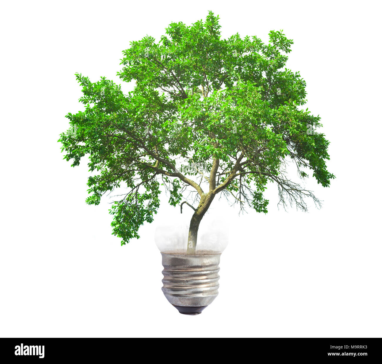 light bulb with green tree isolated on white background Stock Photo - Alamy
