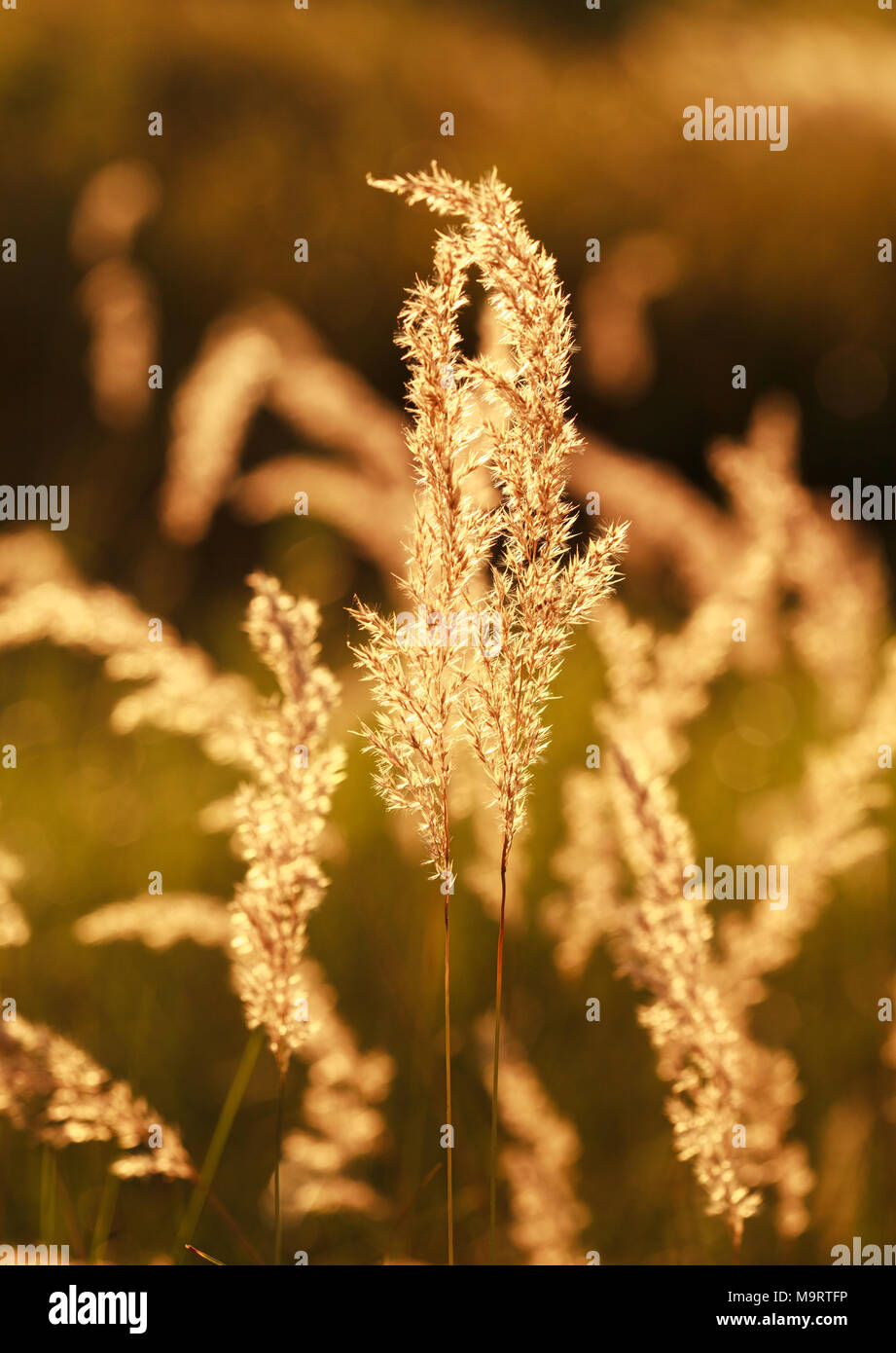 Meadow fescue grass  (Festuca ovina)  at sunset, selective focus on some branches Stock Photo