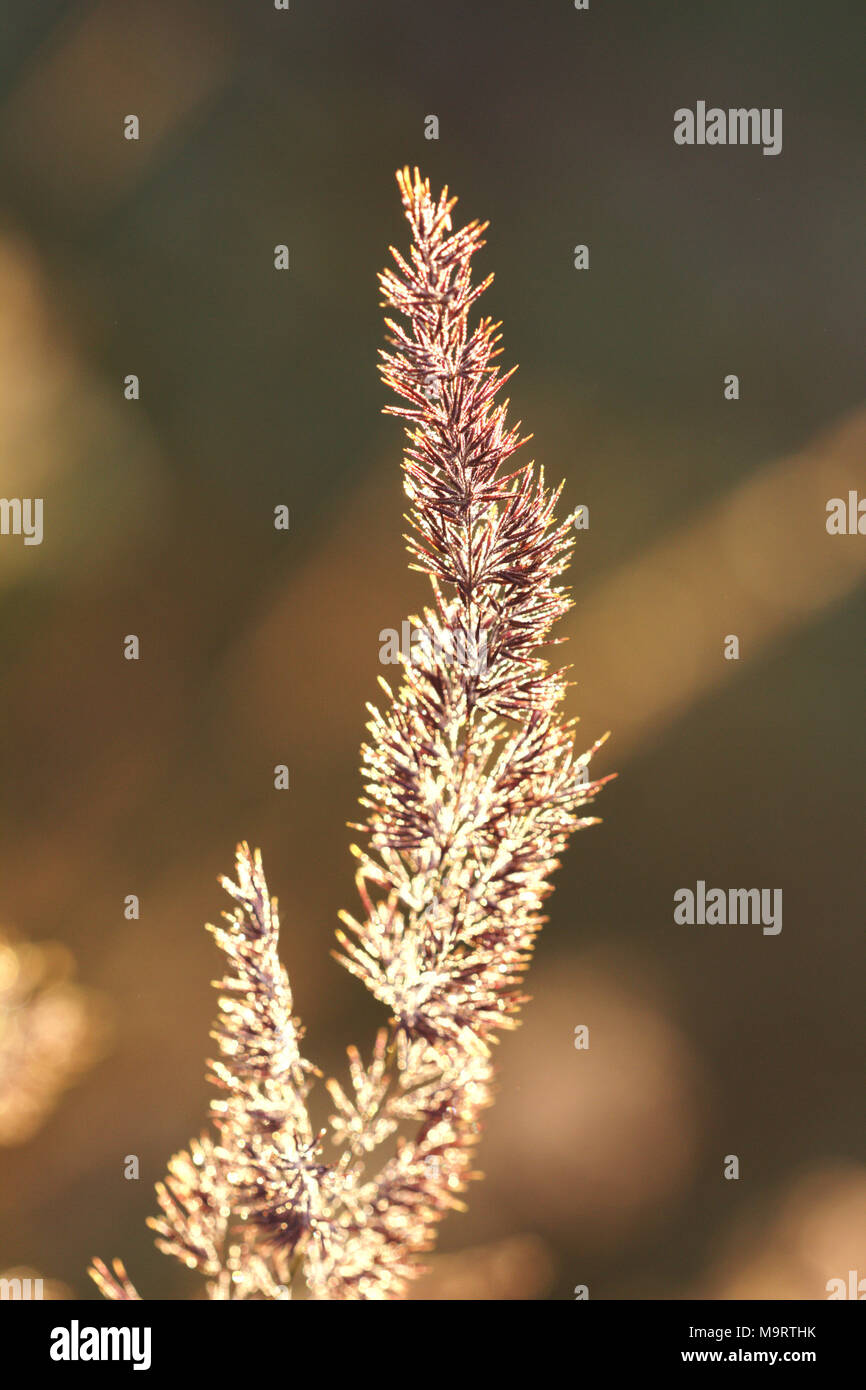Calamagrostis lapponica or reed grass at sunset, selective focus on some branches Stock Photo