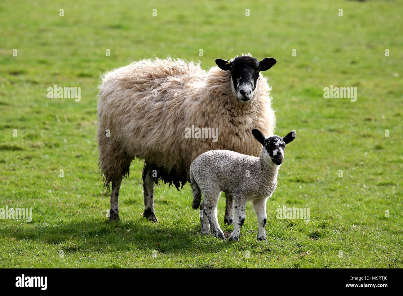 Fluffy sheep hi-res stock photography and images - Alamy Fluffy sheep hi-res stock photography and images - Alamy