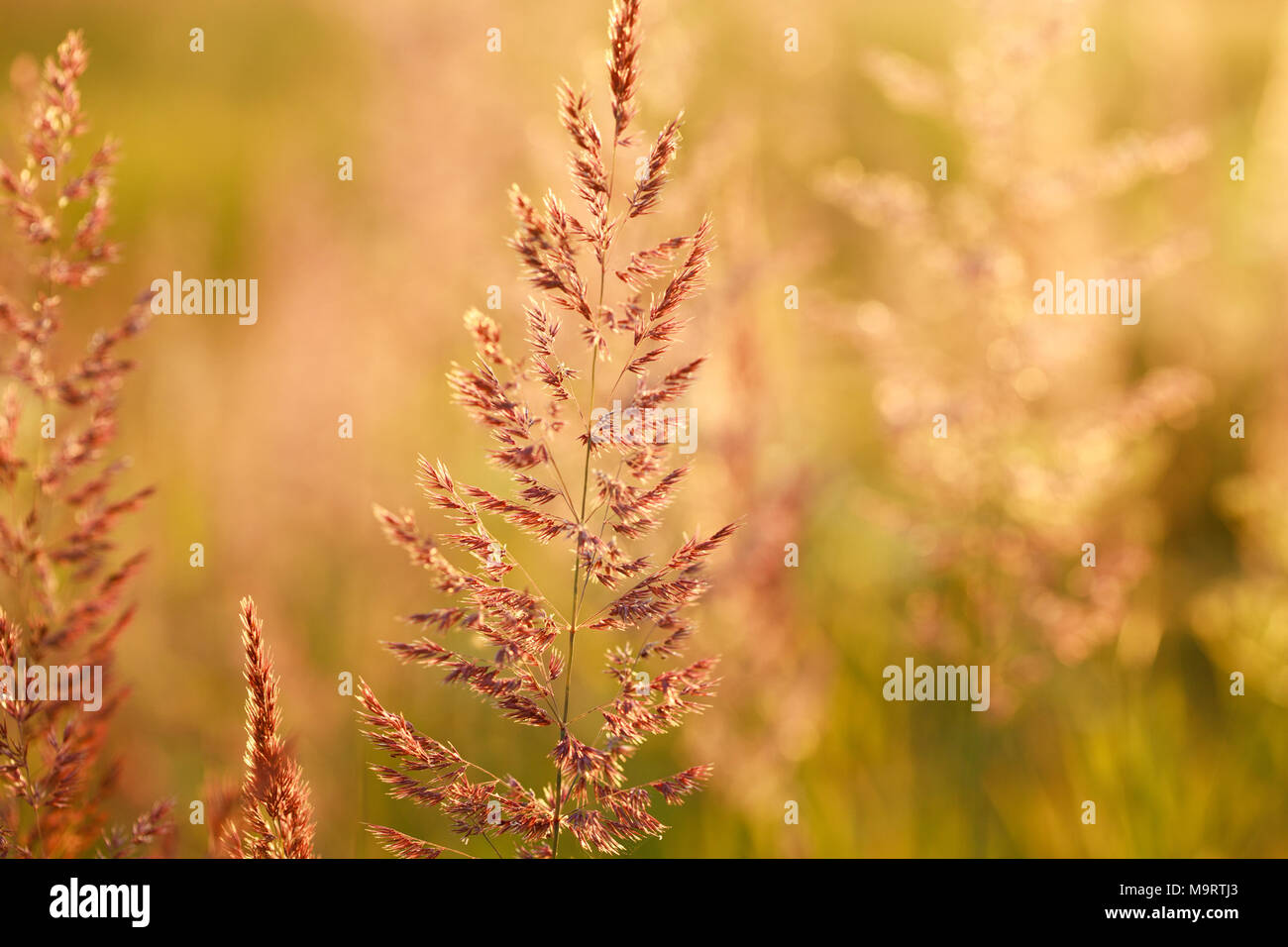 Calamagrostis lapponica or reed grass at sunset, selective focus on some branches Stock Photo