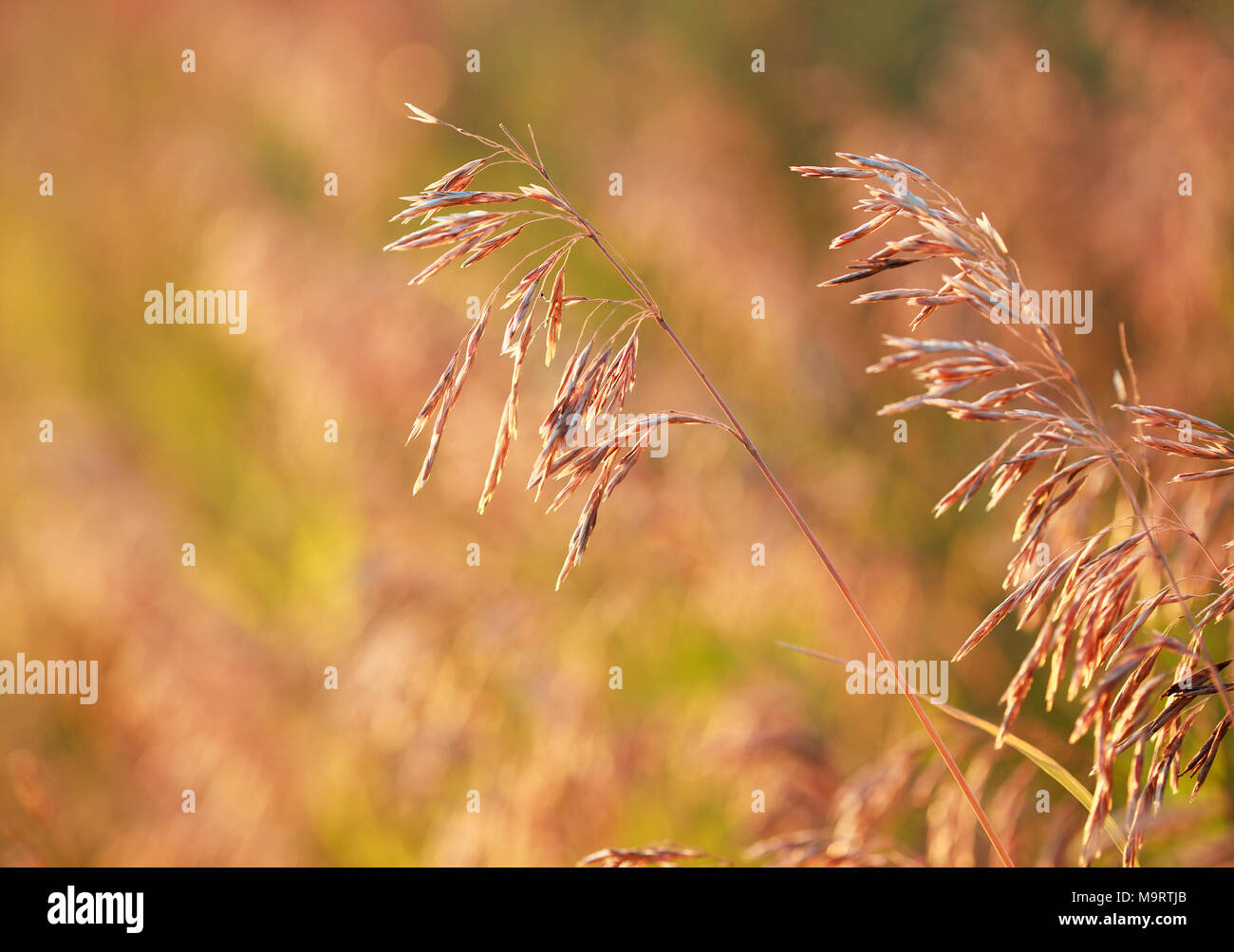 Dry Bromus inermis grass at sunset, selective focus on some branches, close up Stock Photo