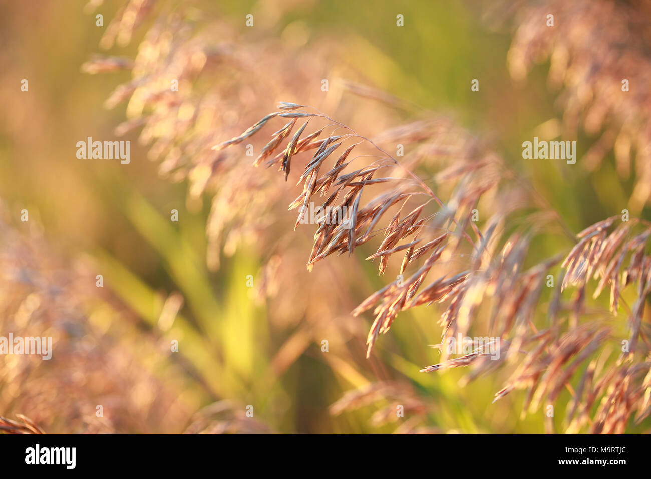 Dry Bromus inermis grass at sunset, selective focus on some branches, close up Stock Photo