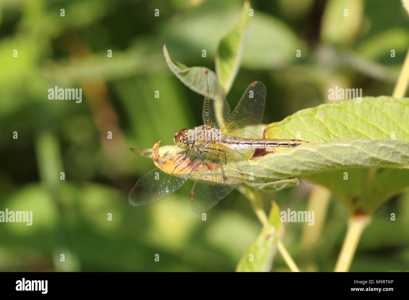 Brown dragonfly (Aeschna grandis) sitting on a green leaf, close-up, selective focus Stock Photo