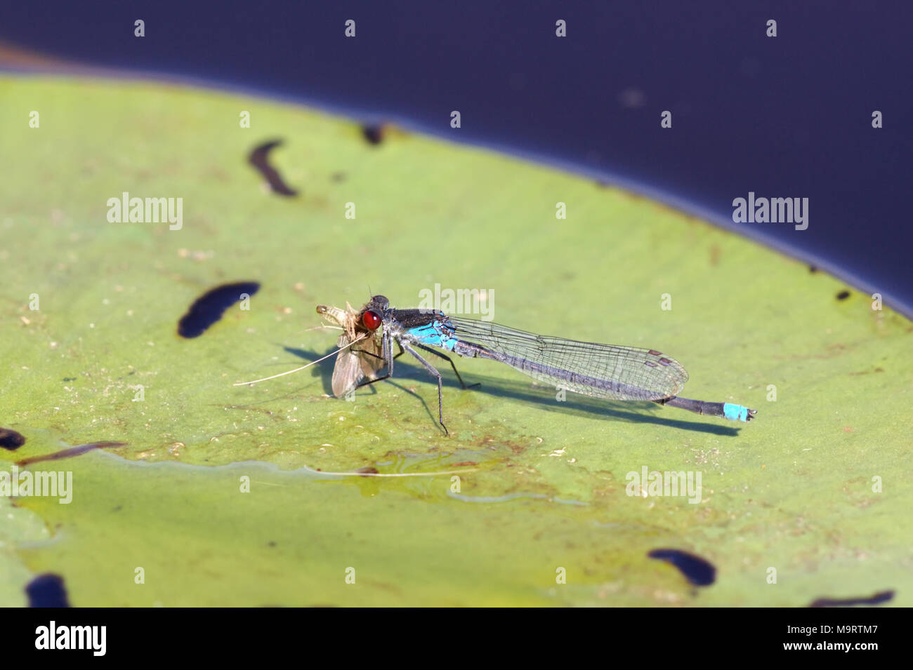 Blue red-eyed dragonfly (Erythromma najas) with prey sitting on a green leaf spatterdock, close-up, selective focus Stock Photo