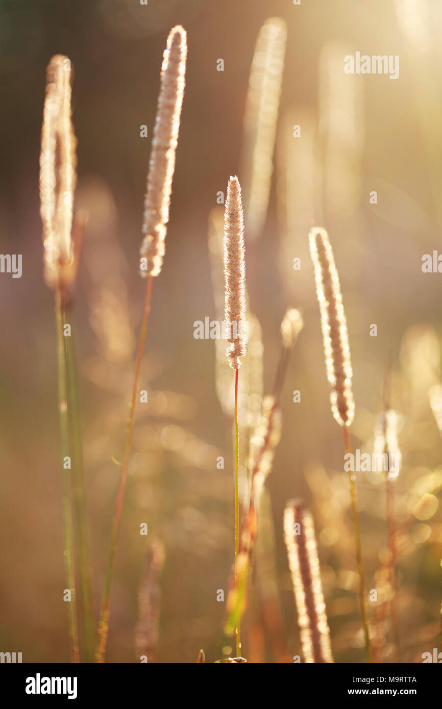 Close up of timothy grass (Phleum pratense) at dawn, selective focus Stock Photo