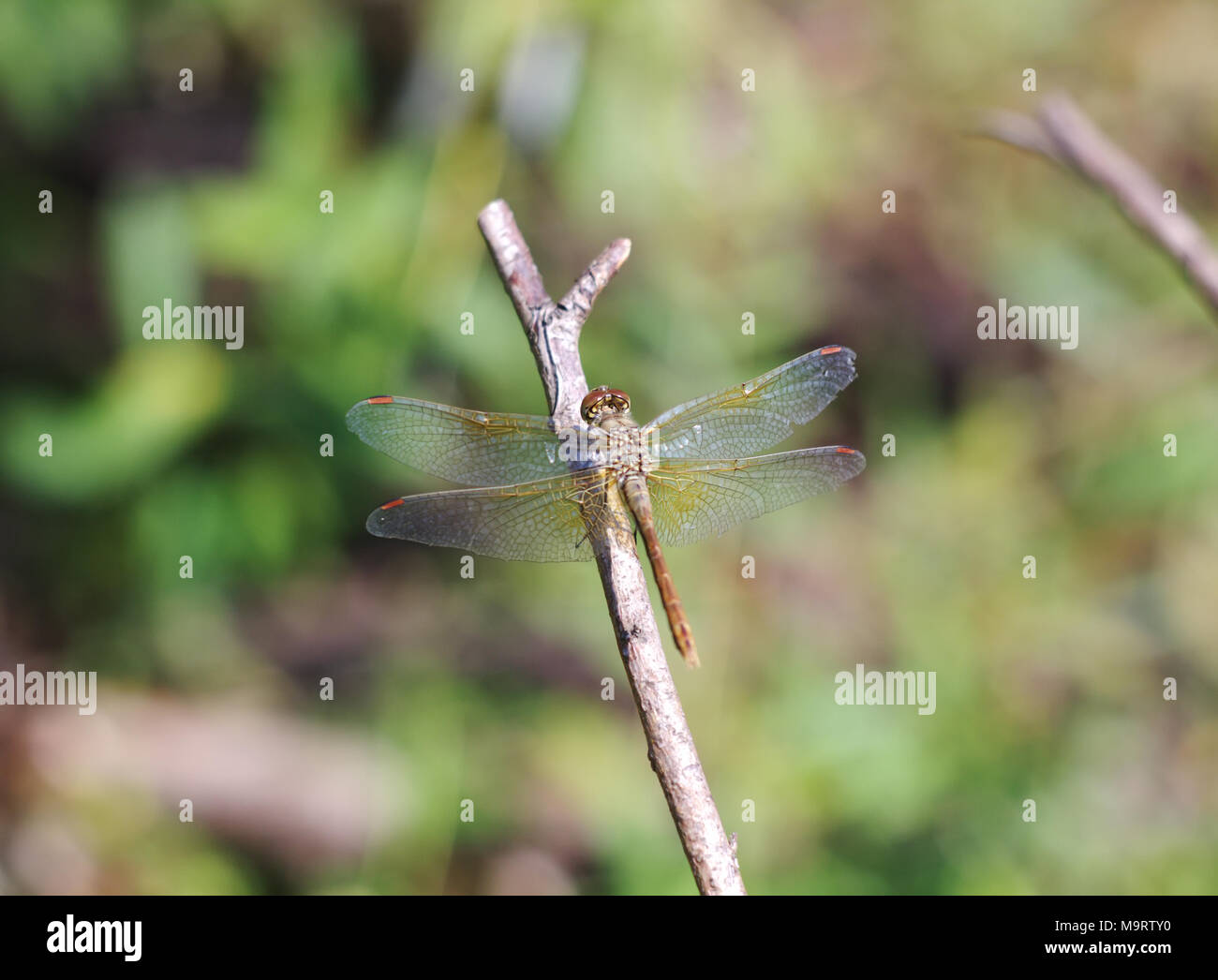 Brown dragonfly (Aeschna grandis) sitting on a wooden stick, close-up, selective focus Stock Photo