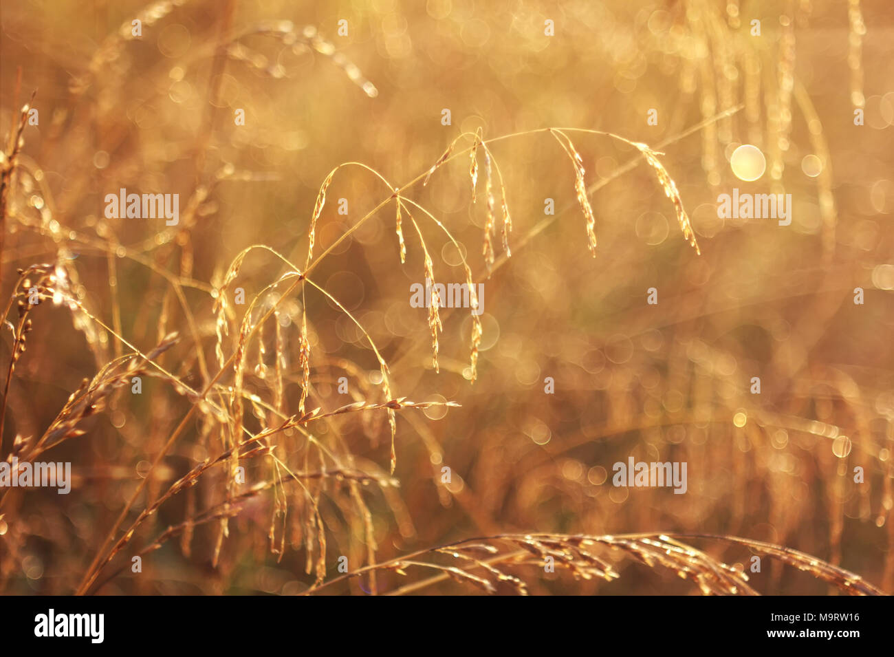 Dry grass fescue (Festuca arundlnacea) at sunset, selective focus on some of the branches Stock Photo