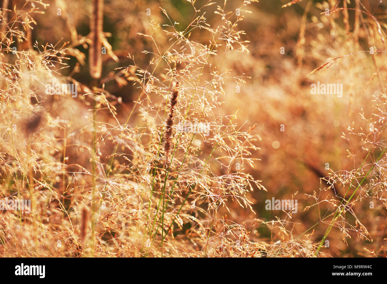 Dry grass fescue (Festuca arundlnacea) at sunrise, selective focus on some of the branches Stock Photo