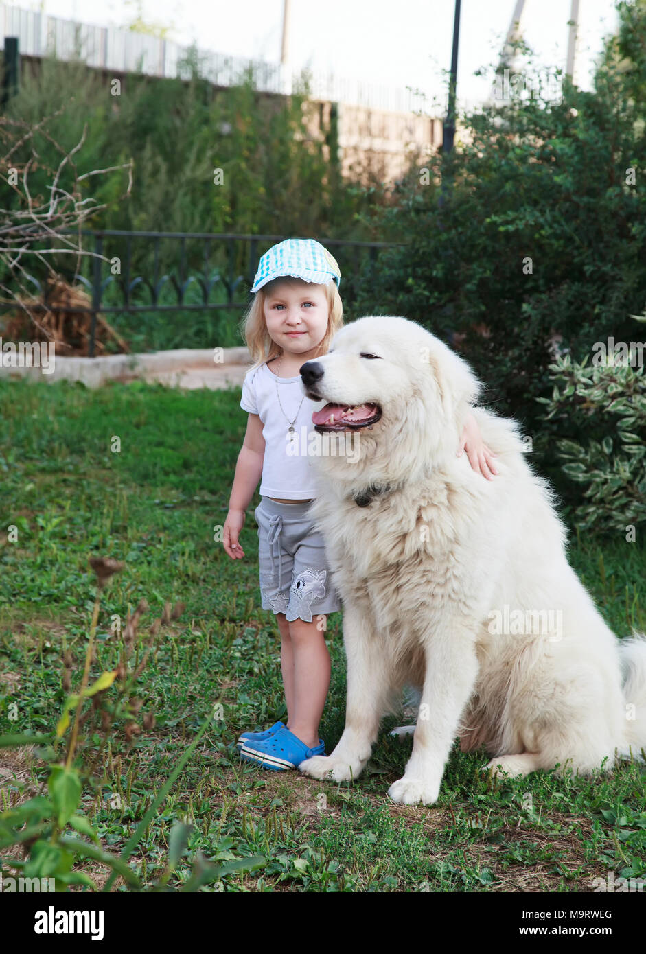 big white shepherd dog