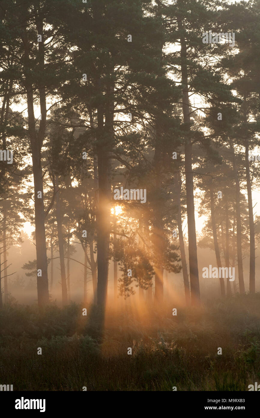 Dawn sunlight shining through Scots pines, Dorset England  UK GB Stock Photo