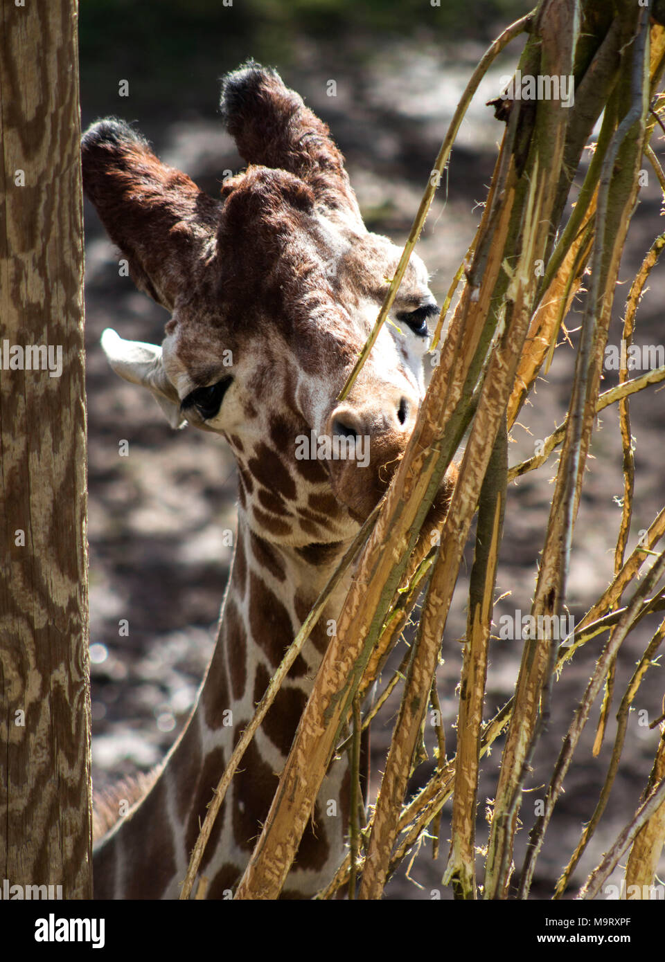 Giraffe Feeding from a hanging twigs in tree, Yorkshire, UK Stock Photo