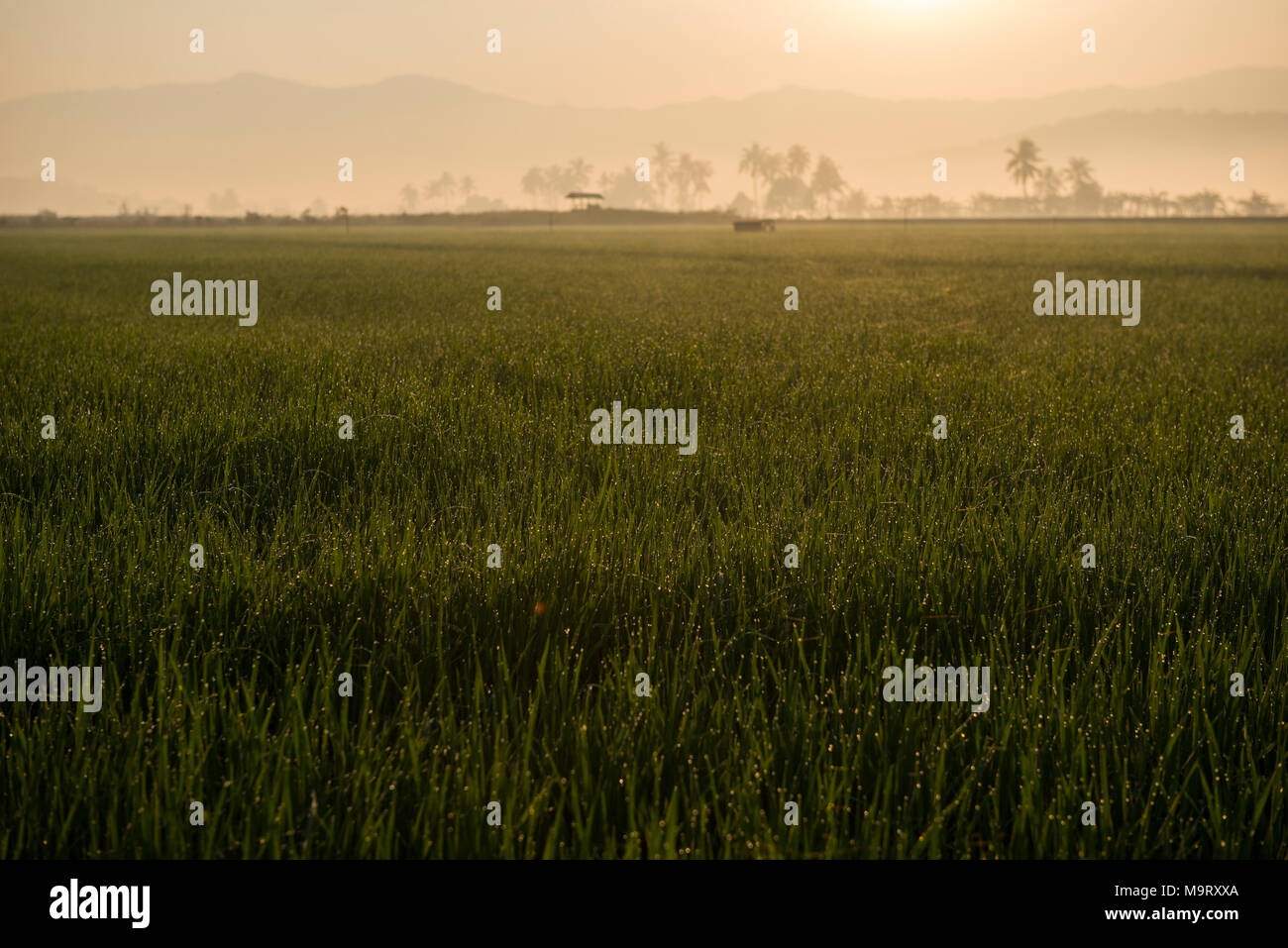 Rice paddy field, Kota Belud, Sabah, Malaysia, Borneo, Stock Photo