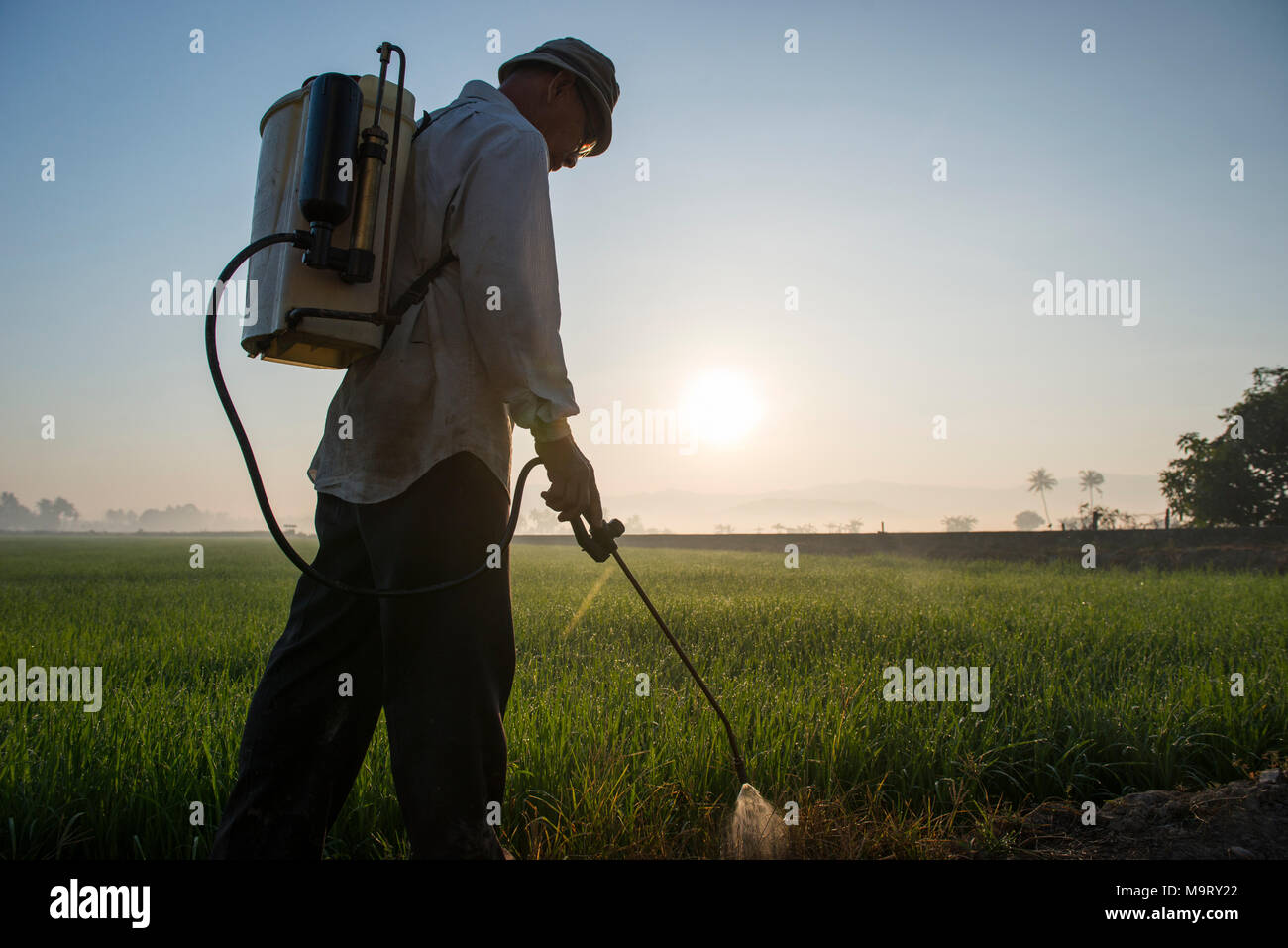 A man spraying a rice paddy field, Kota Belud, Sabah, Malaysia, Borneo, Stock Photo