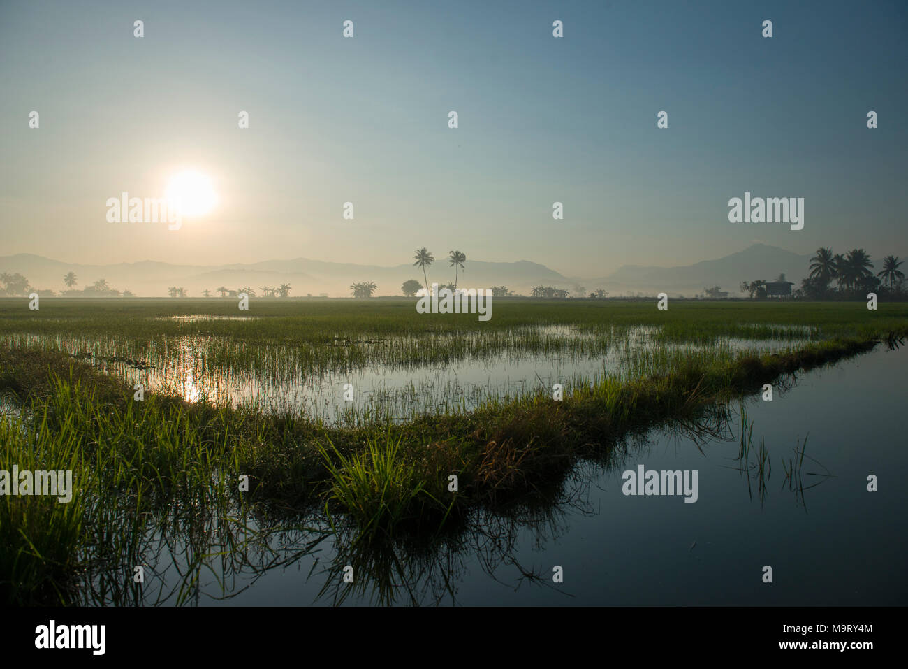 Rice paddy field, Kota Belud, Sabah, Malaysia, Borneo, Stock Photo