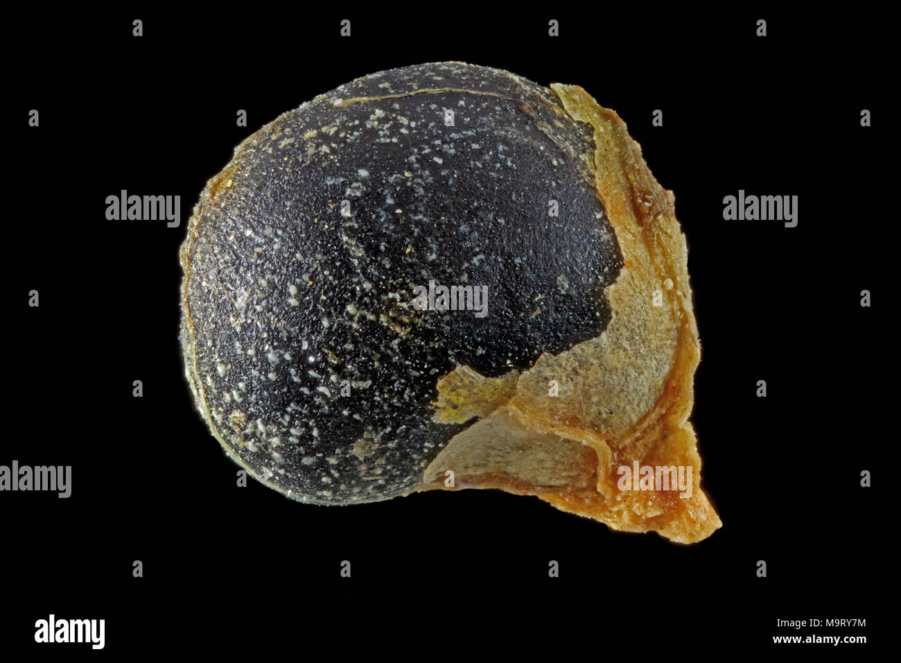 Chenopodium bonus-henricus, Good king henry, Guter Heinrich, seed, close up, seed size 2 mm Stock Photo