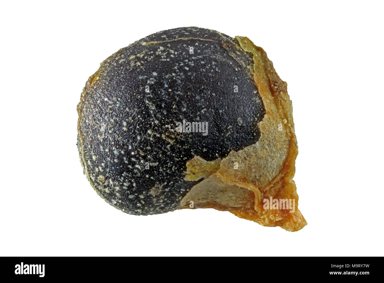 Chenopodium bonus-henricus, Good king henry, Guter Heinrich, seed, close up, seed size 2 mm Stock Photo