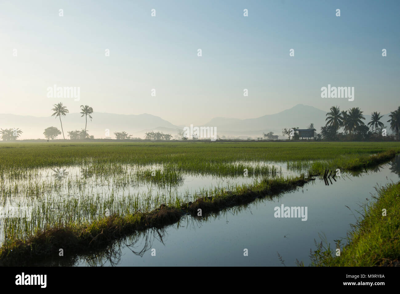 Rice paddy field, Kota Belud, Sabah, Malaysia, Borneo, Stock Photo