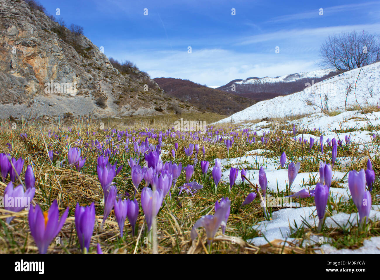 Crocus bulb, first spring flower after snow Stock Photo Alamy