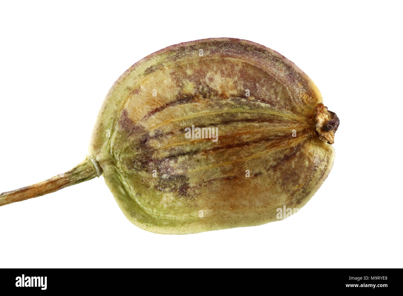 Pastinaca sativa, Parsnip, Pastinake, seed, close up, seed size 4-6 mm Stock Photo