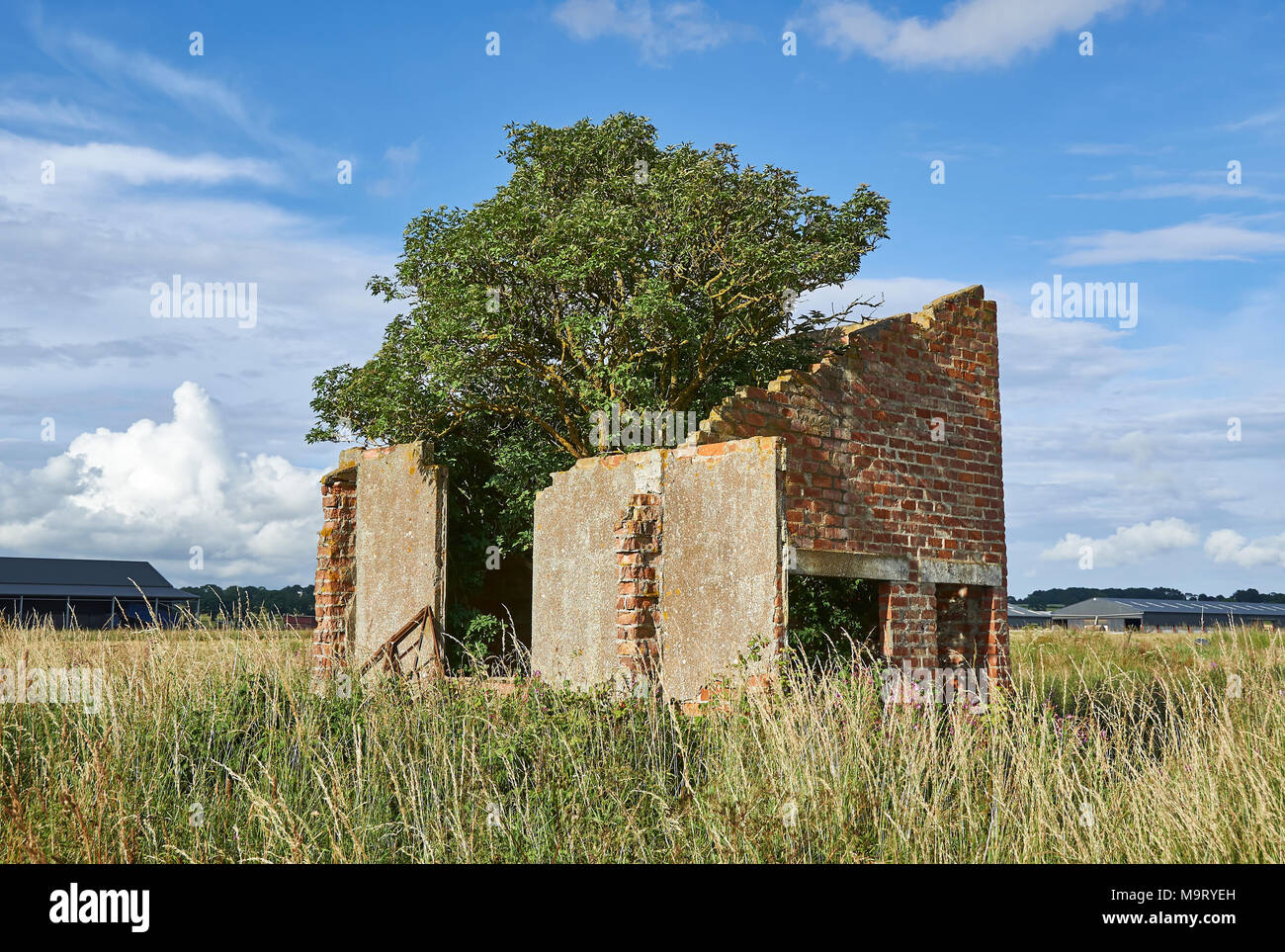 A tree growing out of the ruins of an old abandoned wartime Airfield building sited at RAF Kinnell in Angus, Scotland. Stock Photo