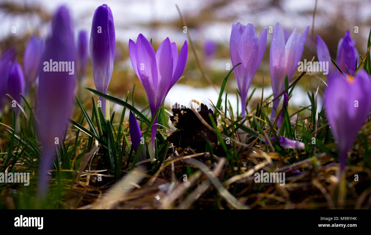 Crocus bulb, first spring flower after snow Stock Photo Alamy