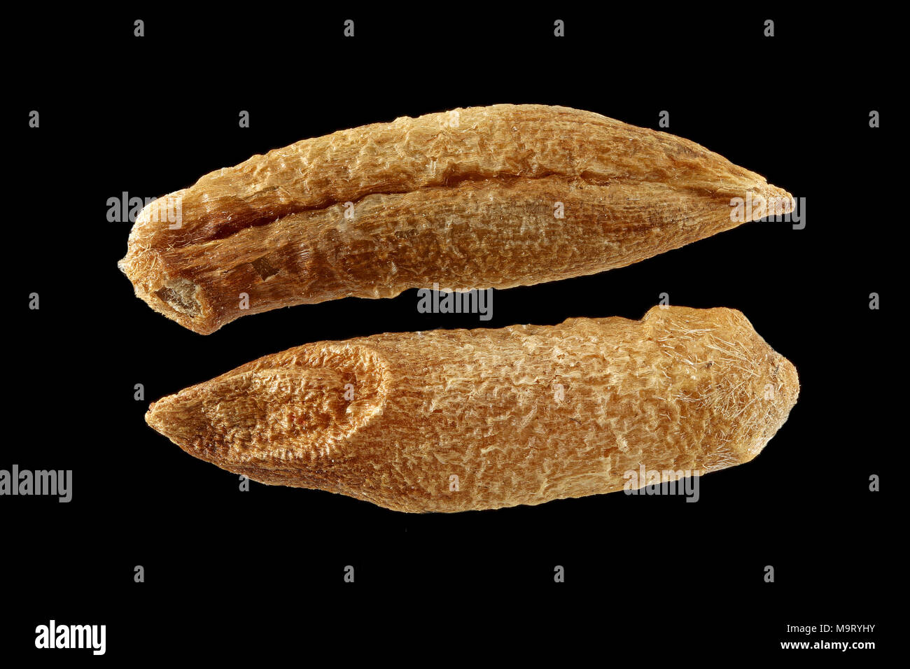 Secale cereale, Rye, Roggen, seeds, close up, seed size 6-10 mm Stock Photo
