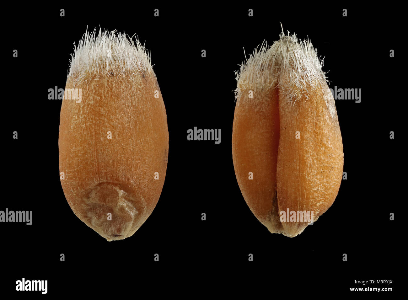 Triticum aestivum, Common wheat, Weizen, seeds, close up, seed size 6-8 mm Stock Photo