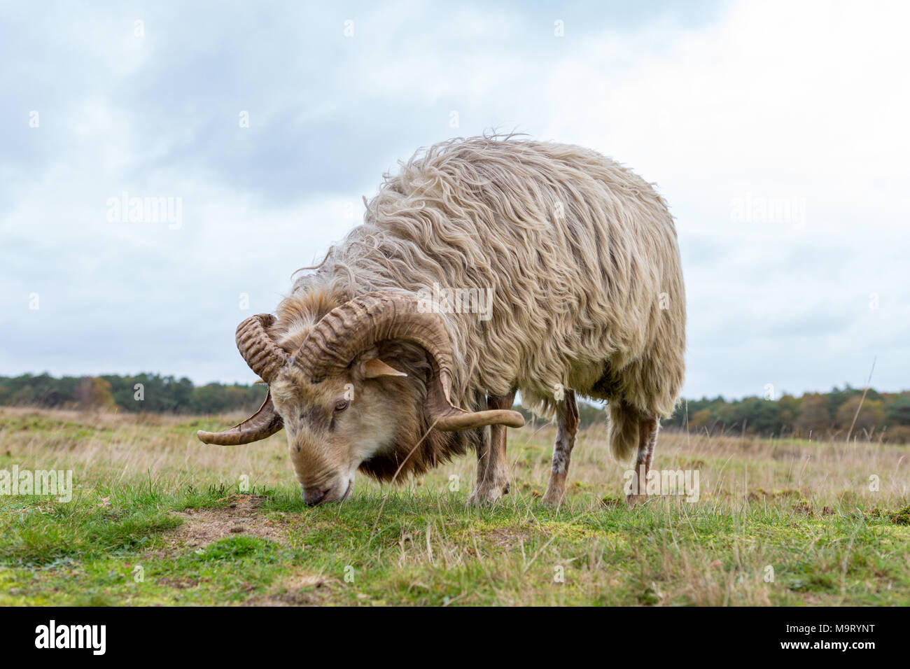 A Drents heather sheep grazes on the Blaricummer heath on a cloudy day. Stock Photo
