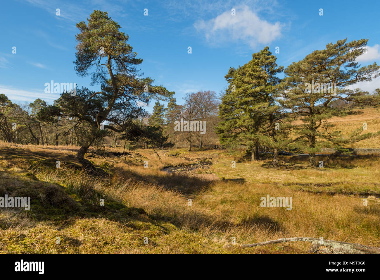 Along the Marshaw Wyre in the Forest of Bowland Stock Photo