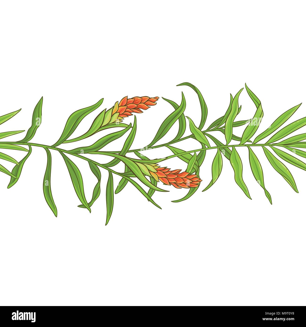ginger plant vector pattern on white background Stock Vector Image