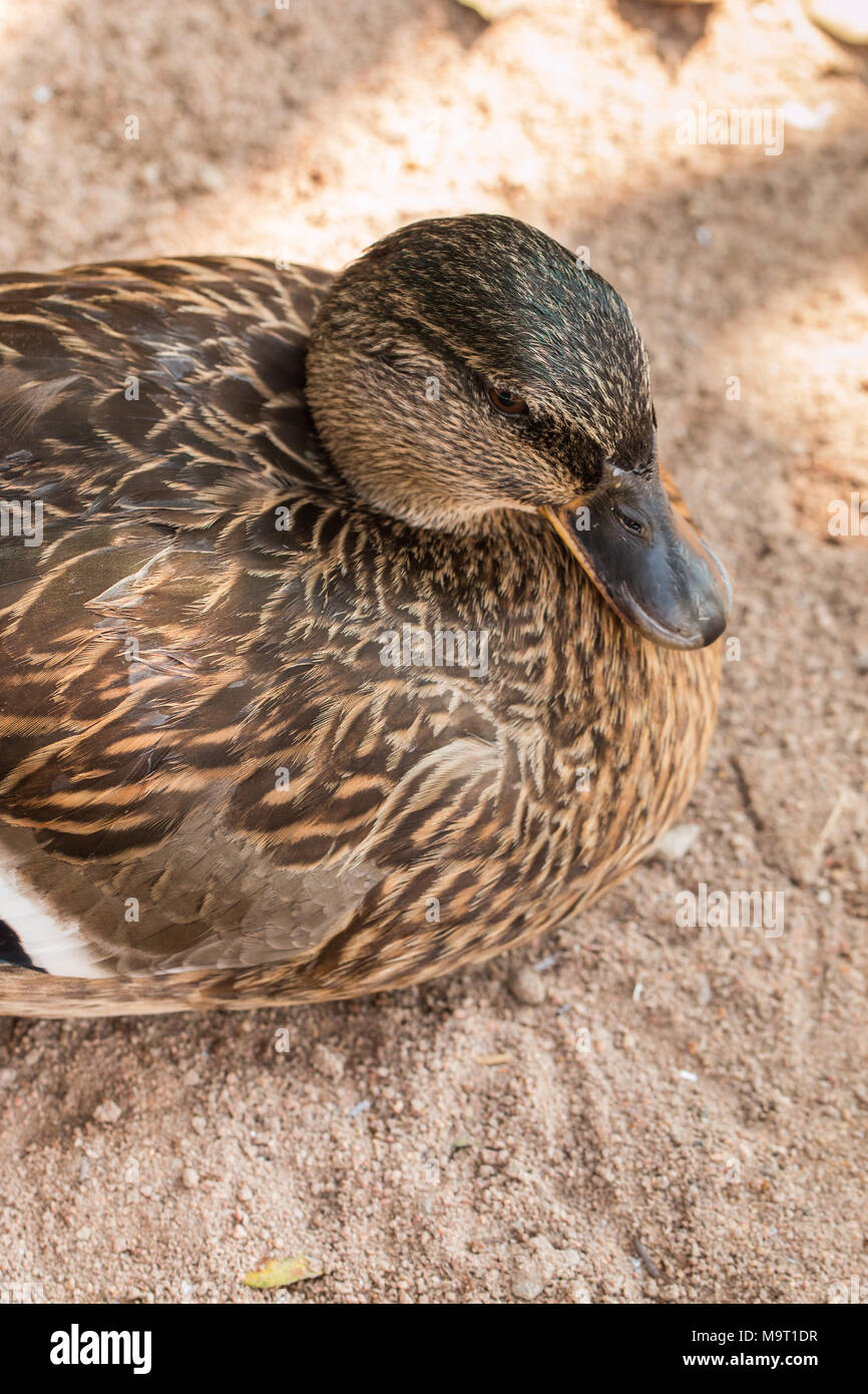 Mallard Duck hen resting on ground Stock Photo