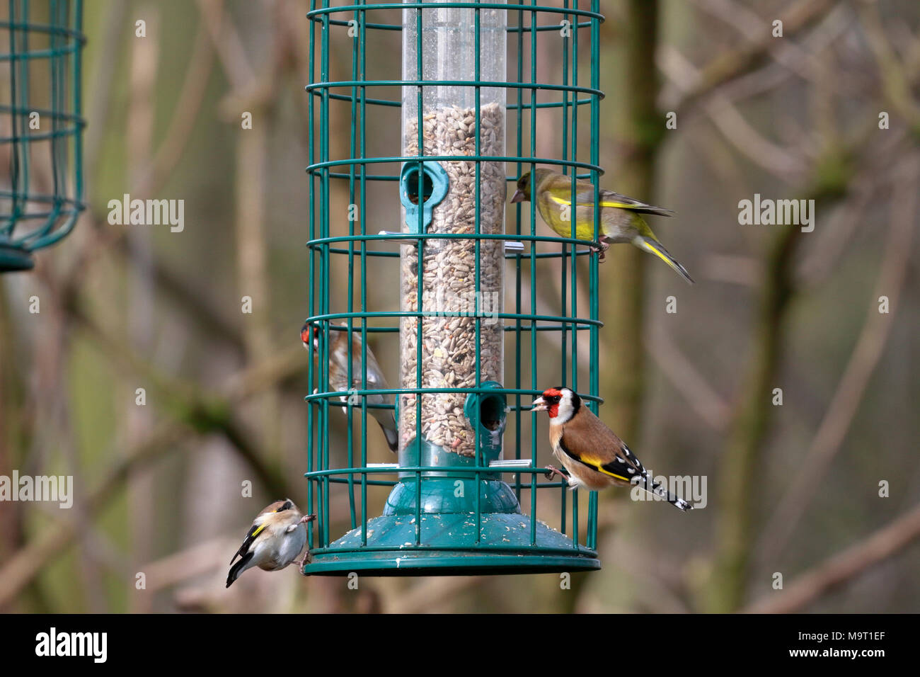 Goldfinches, Carduelis carduelis and a Greenfinch, Carduelis chloris feeding at a bird feeder, England, UK. Stock Photo