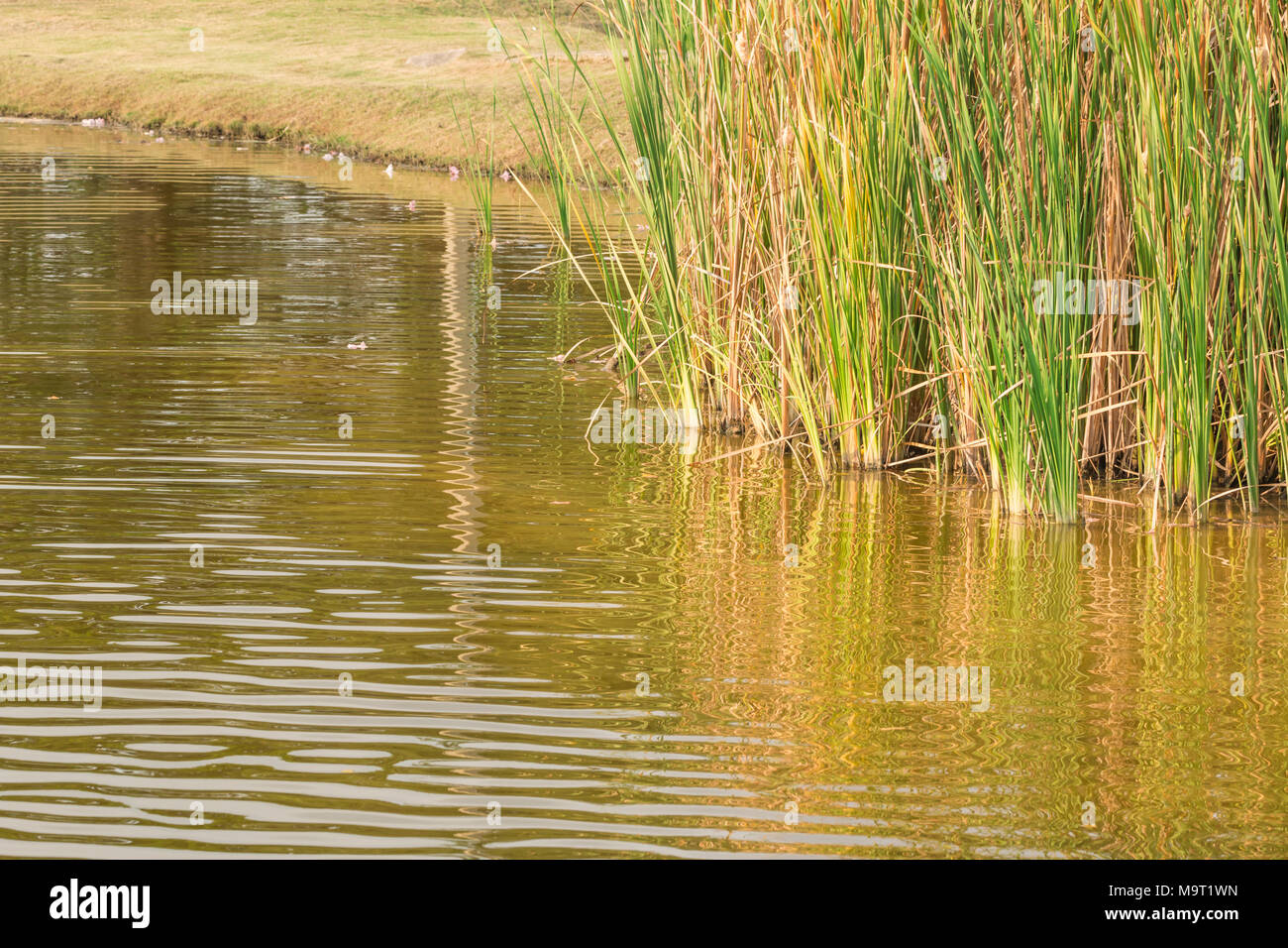 nature purity grass on the river bank Stock Photo - Alamy