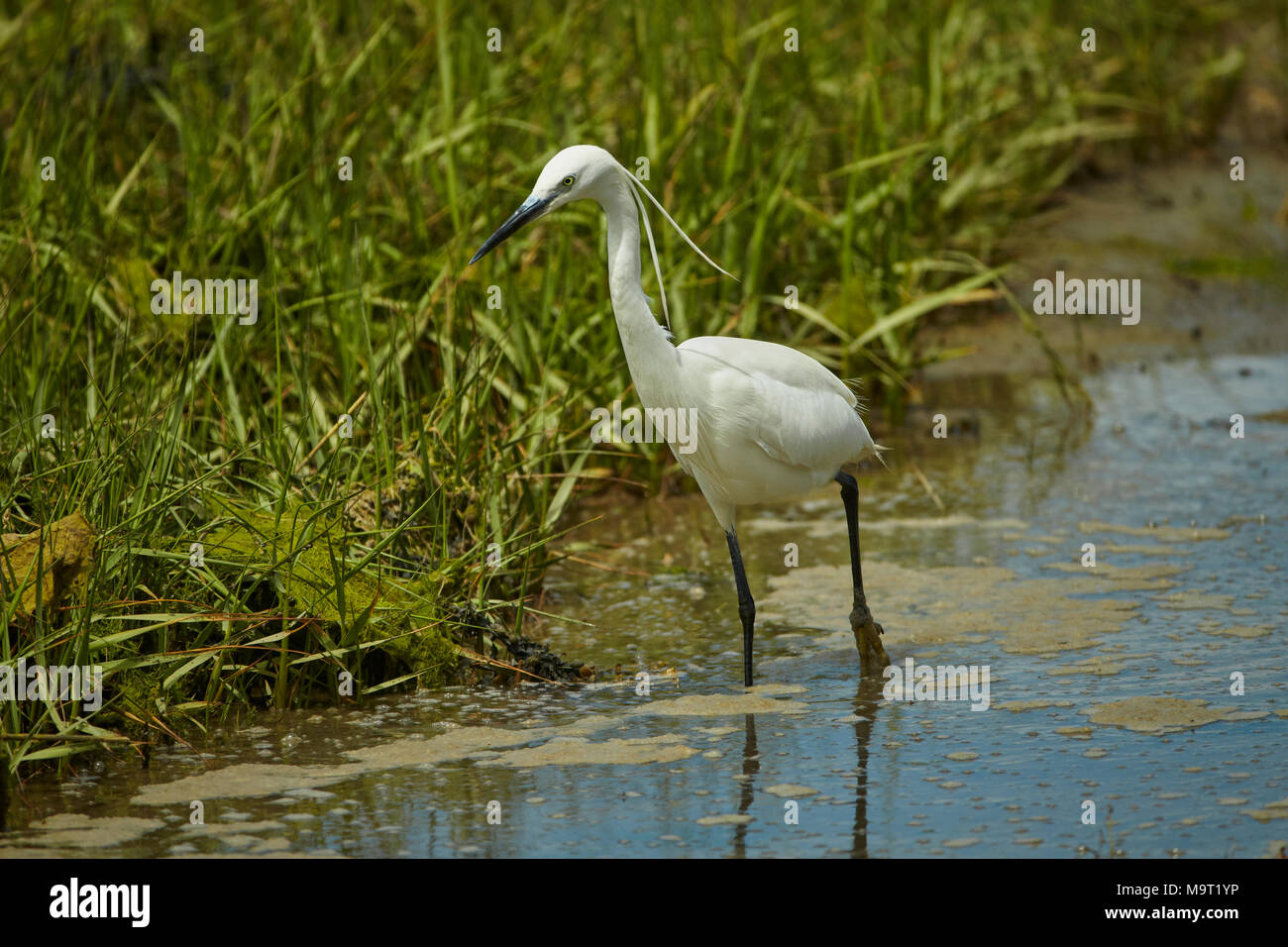 Little Egret (Egretta Garzetta) walking, searching for its next meal in a wetland, England, UK Stock Photo